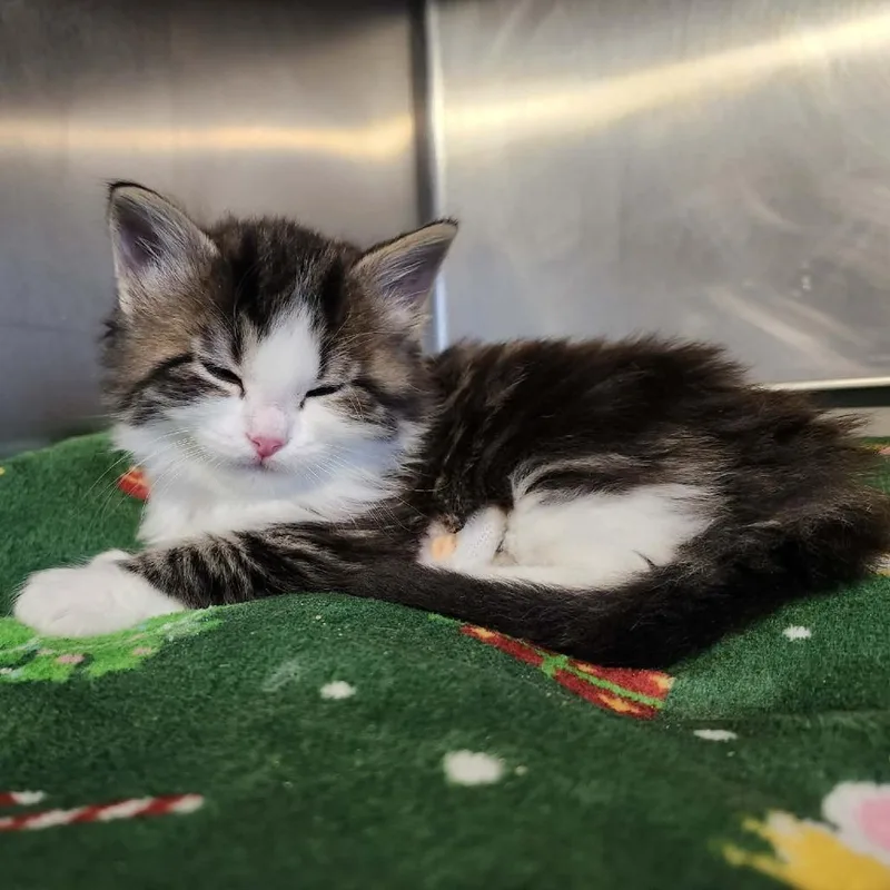 Christopher thumbnail 2