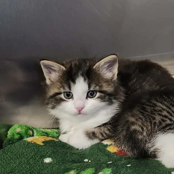 Christopher thumbnail 5