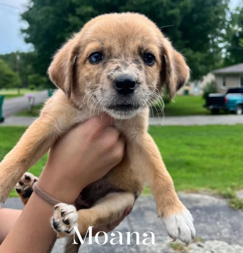 A baby large-sized female White / Cream Mixed Breed dog named Moana for adoption in Spring hill, TN