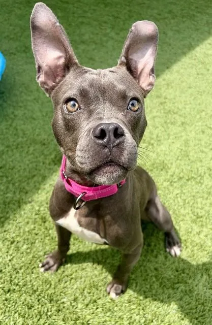 A young medium-sized female Pit Bull Terrier dog named Dorothy for adoption in Statesville, NC