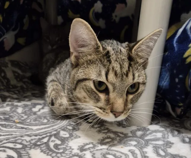 A young medium-sized male Domestic Short Hair cat named Marchello for adoption in Hagerstown, MD