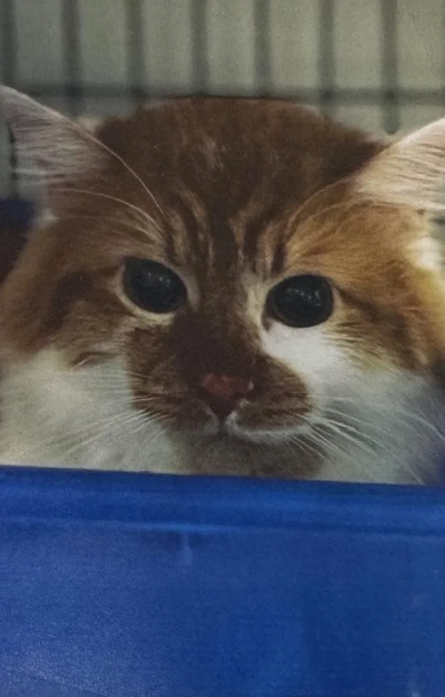 A young small-sized male Orange & White Domestic Long Hair cat named Pablo for adoption in Fort Madison, IA