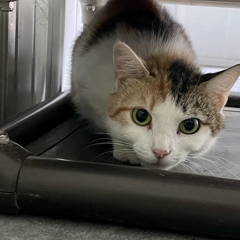 An adult large-sized female Calico Domestic Short Hair cat named Aphrodite for adoption in Fairmont, WV