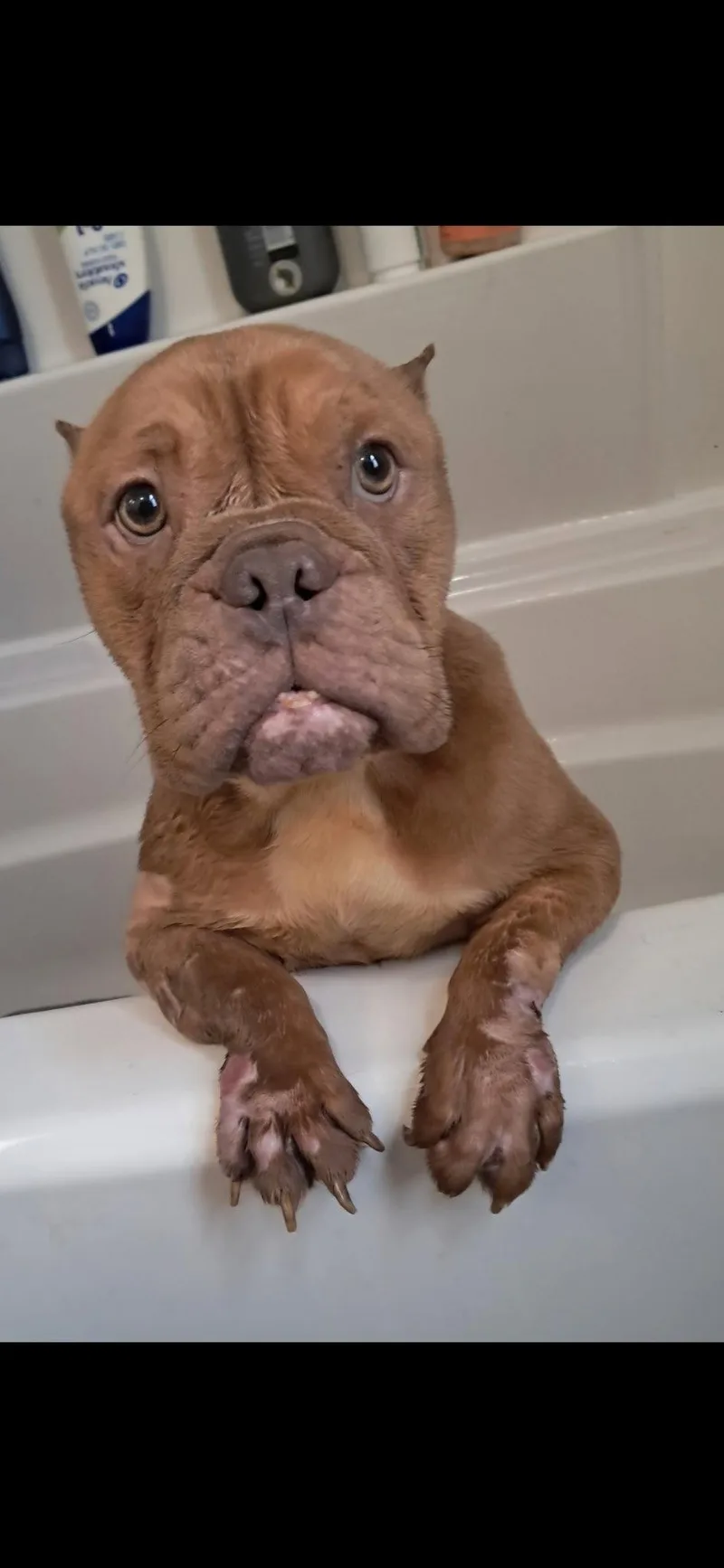 A young medium-sized female American Bulldog dog named Betty for adoption in Harrisburg, PA