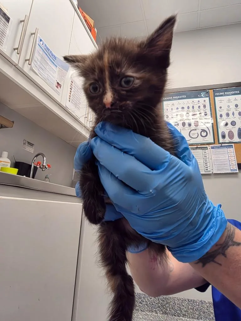 A baby small-sized female Domestic Short Hair cat named Flower for adoption in Angola, IN
