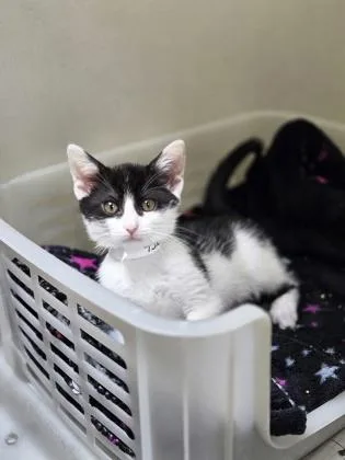 A young small-sized male Domestic Short Hair cat named a Bubba PetSmart James for adoption in North Charleston, SC