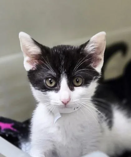 a Bubba PetSmart James thumbnail 2