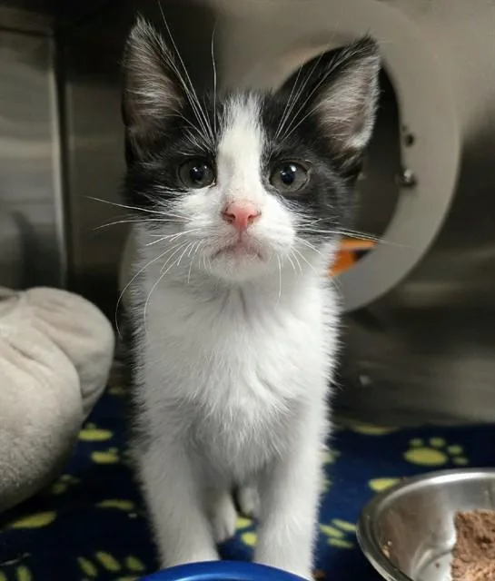 A baby small-sized male Domestic Short Hair cat named Merlin for adoption in Olivette, MO