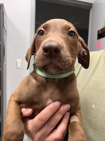 A baby medium-sized female Mixed Breed dog named Bombay for adoption in Mustang, OK