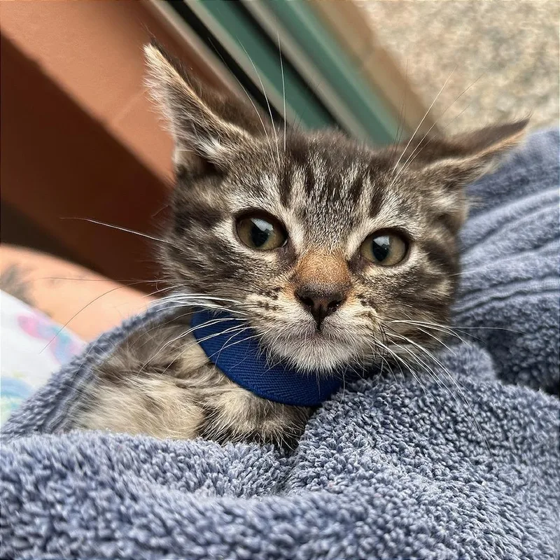 A baby small-sized male Brown / Chocolate Domestic Short Hair cat named Country Ham for adoption in Springfield, MA