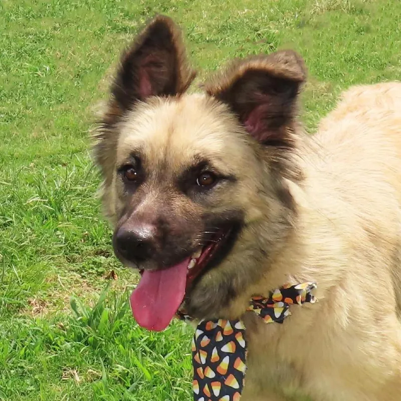 An adult medium-sized female German Shepherd Dog dog named Jamie Lee for adoption in Wadena, MN