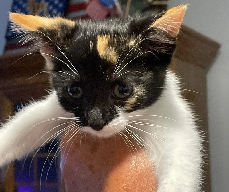 A baby medium-sized female Domestic Short Hair cat named Ari for adoption in Island Lake, IL