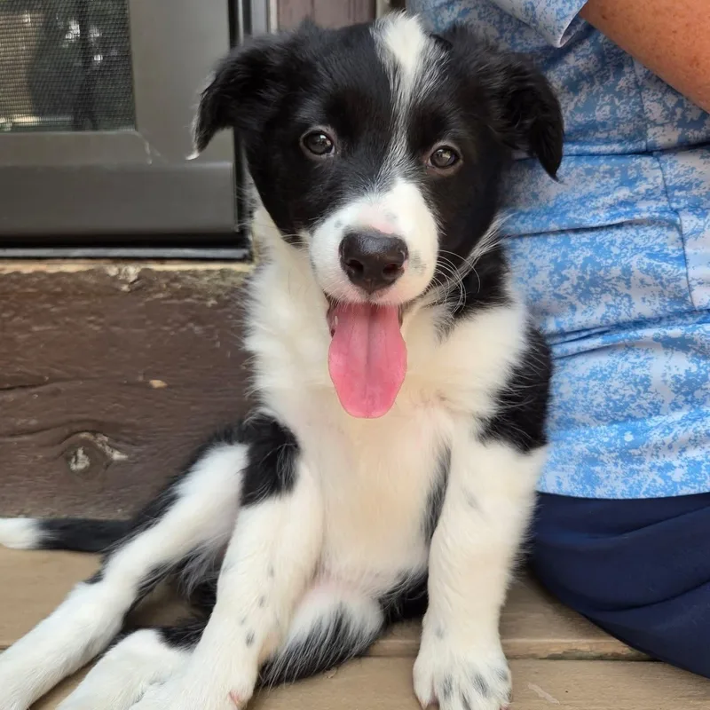A baby medium-sized female Black Border Collie dog named Aria for adoption in Kentwood, MI