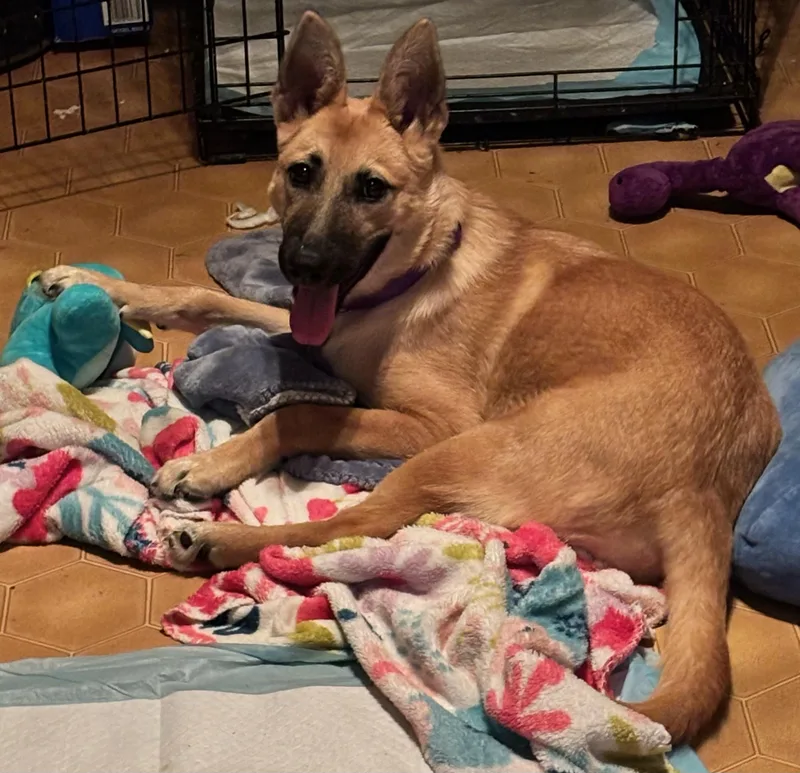 A young medium-sized female Golden German Shepherd Dog dog named Pumpkin for adoption in Humble, TX