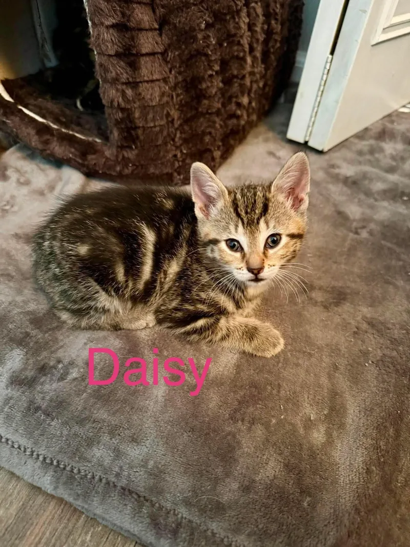 Daisy