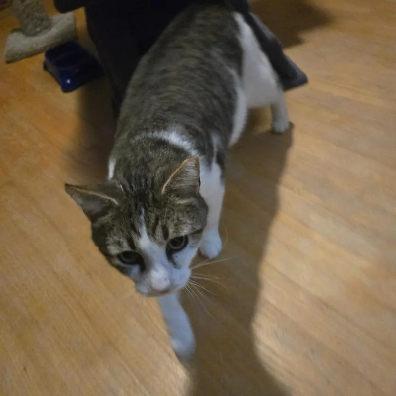 An adult medium-sized male White American Shorthair cat named Kurt for adoption in Lima, OH