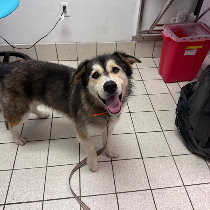An adult large-sized male White / Cream Mixed Breed dog named Eddie for adoption in Charleston, WV