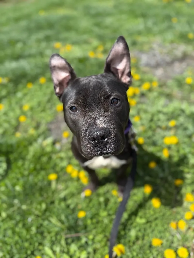 A young medium-sized female Mixed Breed dog named Zelda for adoption in Hyde Park, NY