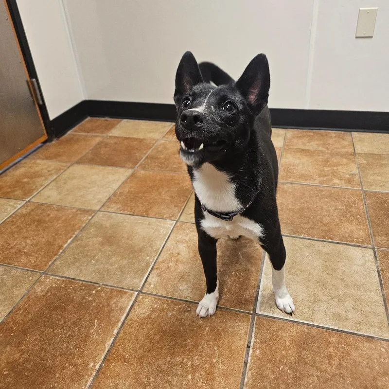 A young small-sized female Black Basenji dog named FWT Matcha for adoption in Midland, TX