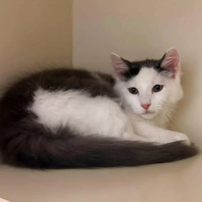 A baby small-sized male Gray / Blue / Silver Domestic Short Hair cat named Stitch for adoption in Waynesboro, PA