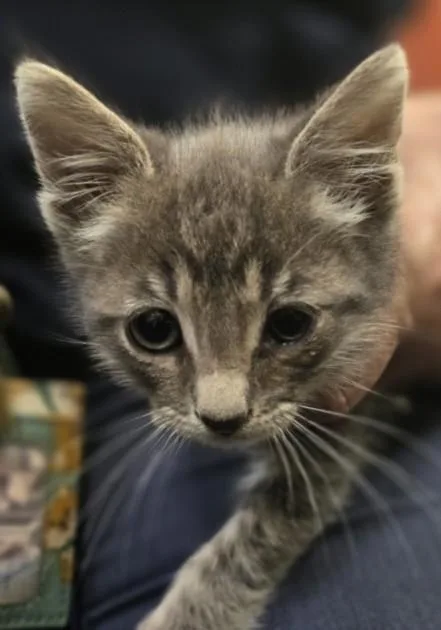 A baby small-sized male Domestic Short Hair cat named Tippy Toes for adoption in Los Angeles, CA