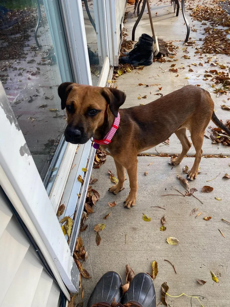 A young medium-sized female Hound dog named Winnie for adoption in Springville, NY