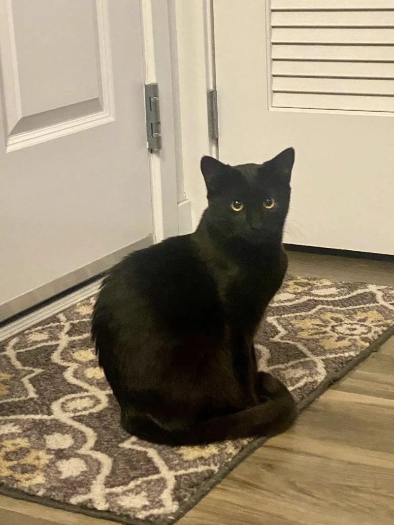 A baby medium-sized female Black Bombay cat named Merida for adoption in Walnut Creek, CA