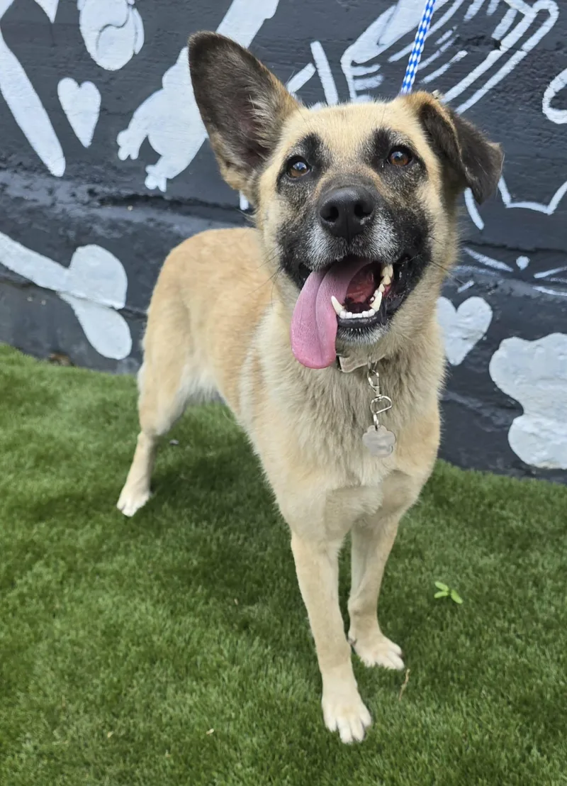 An adult medium-sized female Shepherd dog named Chicory for adoption in New York, NY