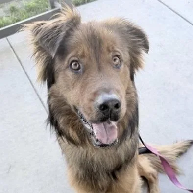 An adult medium-sized male Brown / Chocolate German Shepherd Dog dog named Noir for adoption in Riverside, CA