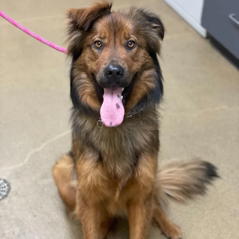 Noir thumbnail 2
