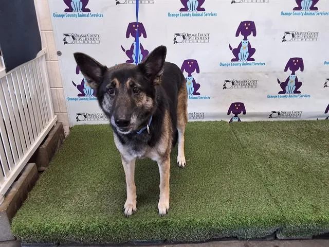 Bella