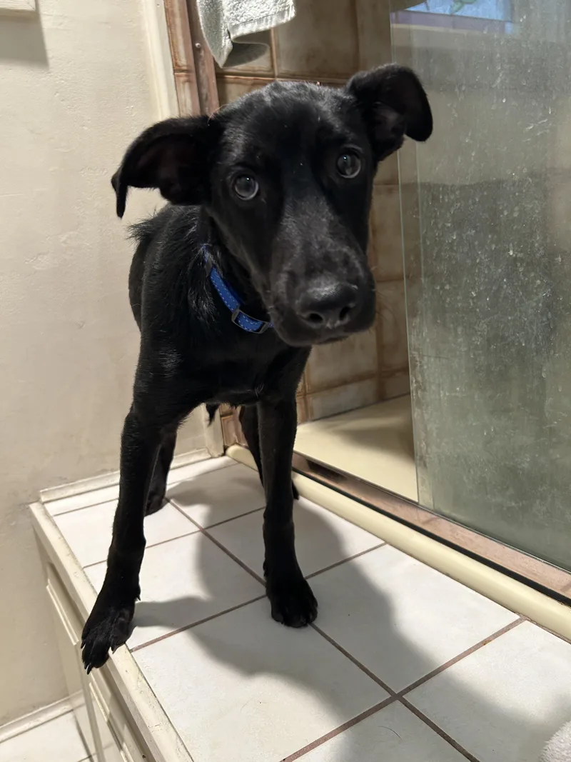 A baby medium-sized female Black Labrador Retriever dog named Celsey for adoption in El Cajon, CA