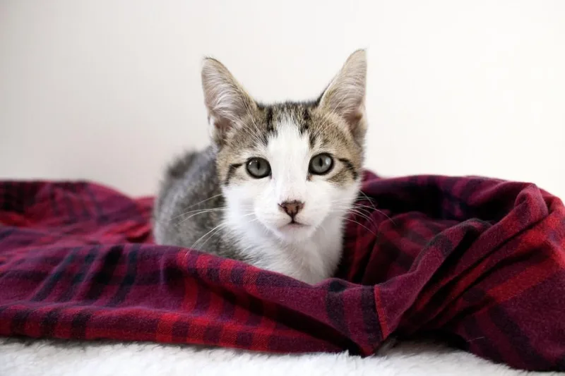 A baby small-sized male Domestic Short Hair cat named Prince Edward for adoption in Burbank, CA