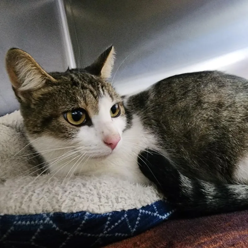 An adult medium-sized female Domestic Short Hair cat named Winter for adoption in Dixon, IL