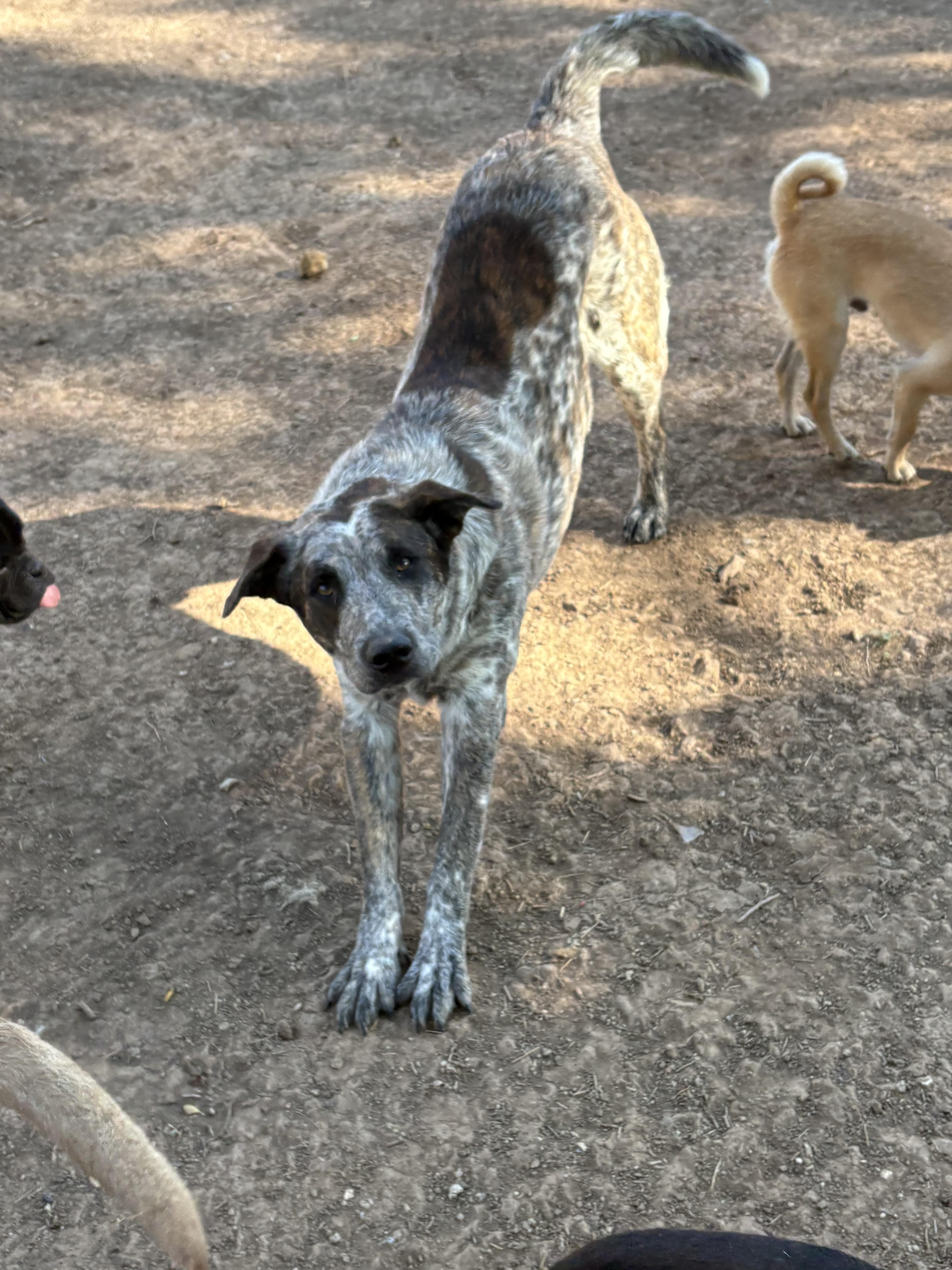 An adult large-sized male Australian Cattle Dog / Blue Heeler dog named Rusty for adoption in AMARILLO, TX