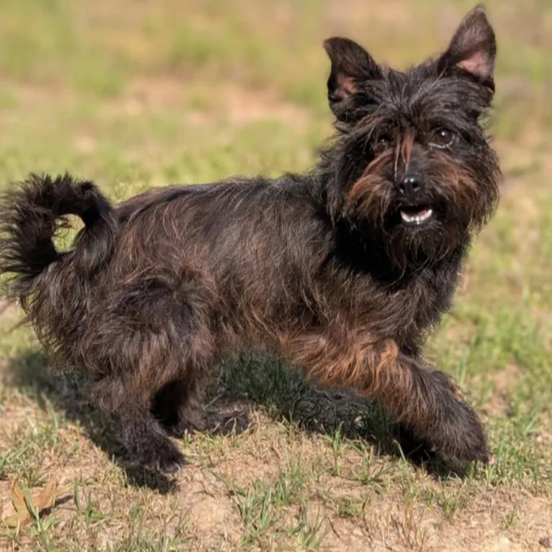 An adult small-sized male Black Terrier dog named Chocalatte for adoption in Griswold, CT