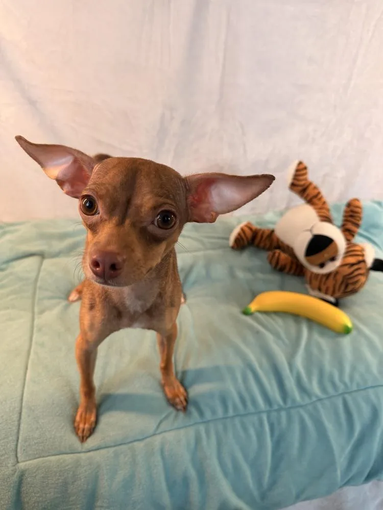 A young small-sized female White / Cream Chihuahua dog named Sunset for adoption in Richmond, TX