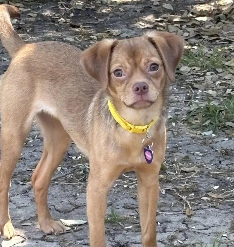 A baby small-sized female Chihuahua dog named Whimsy for adoption in Garland, TX