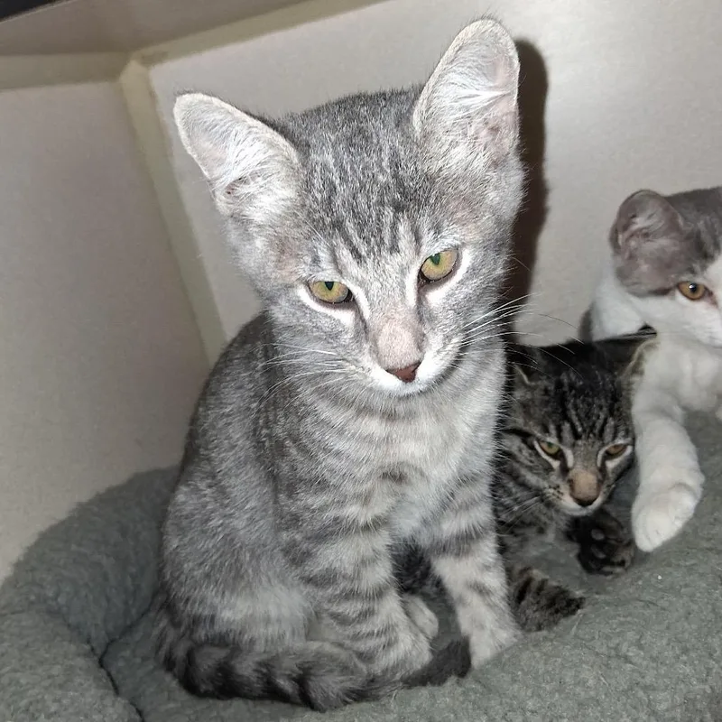 A baby small-sized male Gray / Blue / Silver Domestic Short Hair cat named Tucker for adoption in Denison, TX