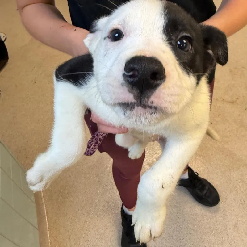 A baby small-sized female White / Cream Mixed Breed dog named Ruckus for adoption in Columbus, GA