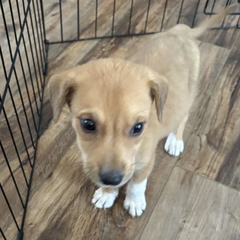 A baby small-sized male Shepherd dog named Skywalker for adoption in Panama City, FL