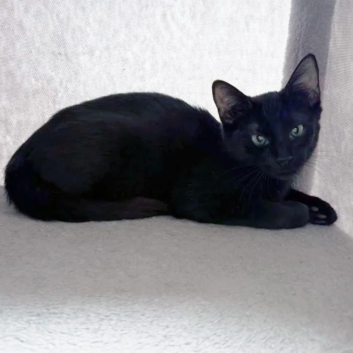 A baby medium-sized male Black Domestic Short Hair cat named Maestro for adoption in Apex, NC