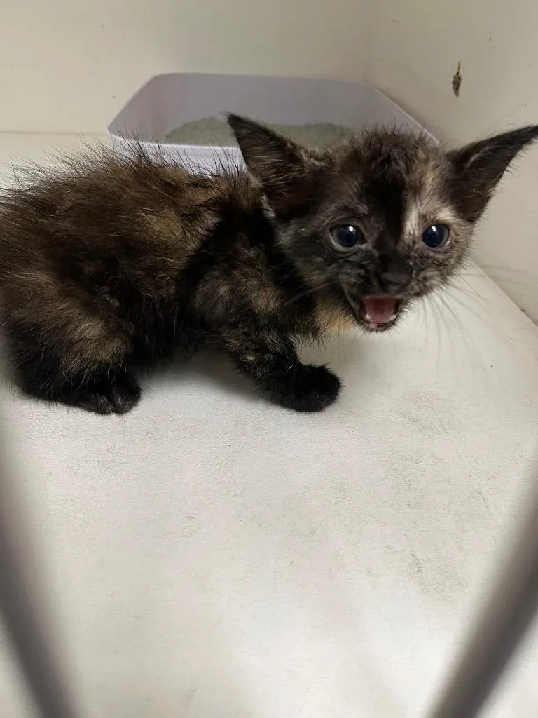 A baby medium-sized female Domestic Short Hair cat named Paige for adoption in Benton, AR
