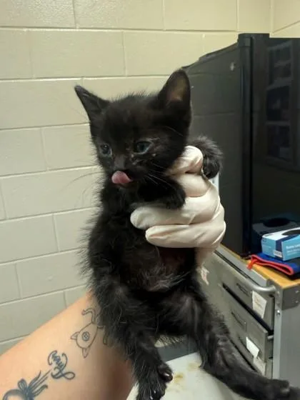 A baby small-sized male Domestic Short Hair cat named BBQ Grill for adoption in Irving, TX