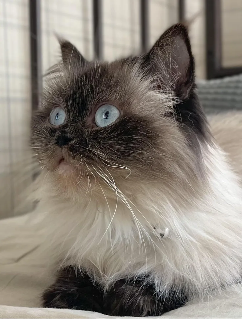 A young medium-sized female Seal Point Himalayan cat named Eva for adoption in Allentown, NJ
