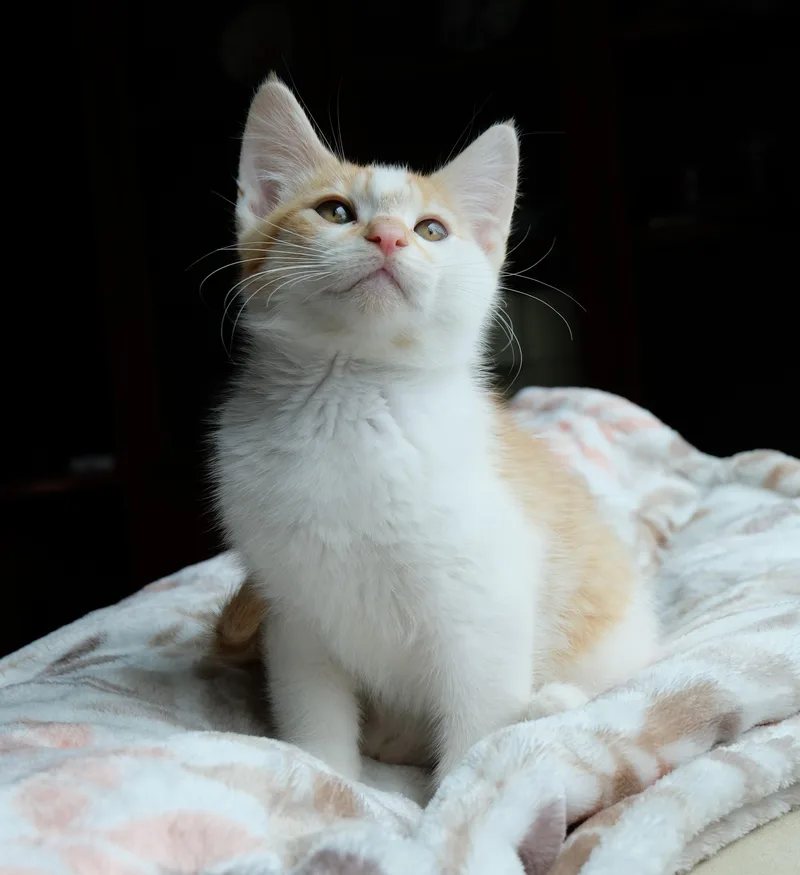 A baby medium-sized male Orange & White Domestic Short Hair cat named Olaf for adoption in Portland, OR