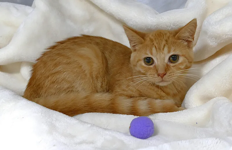A baby medium-sized female Tabby (Orange / Red) Domestic Short Hair cat named Rapunzel for adoption in Beechbottom, WV