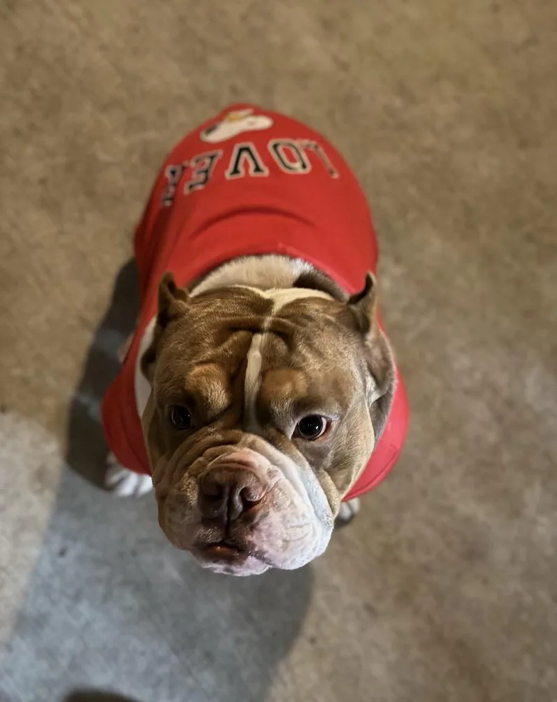 An adult medium-sized male Brown / Chocolate Bulldog dog named Bubba for adoption in Huntington Beach, CA