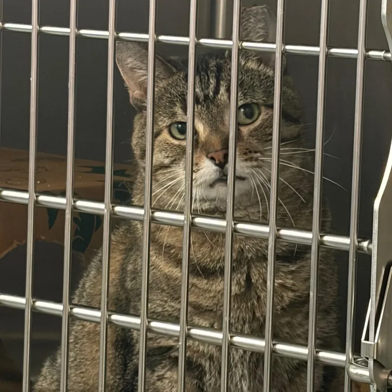 An adult medium-sized female Brown / Chocolate Domestic Short Hair cat named Grasshopper for adoption in Ashtabula, OH
