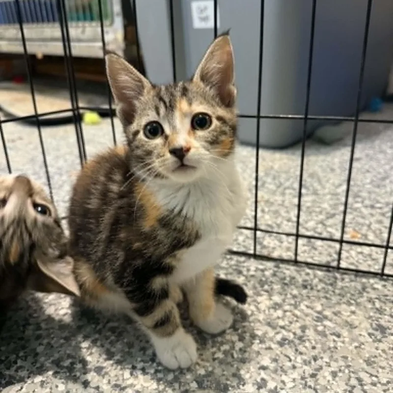 A baby small-sized female Torbie cat named Sleeves for adoption in Antioch, CA